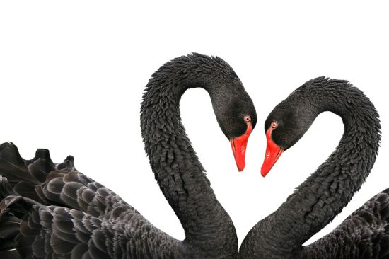 Постер (плакат) Два чёрных лебедя