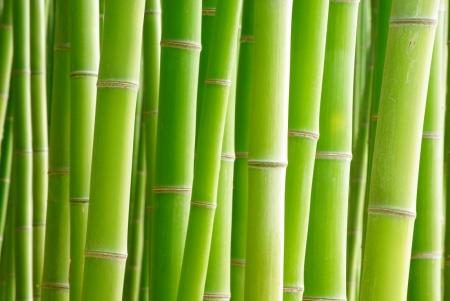Постер (плакат) Зеленый бамбук