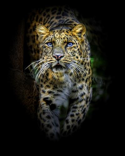 Постер (плакат) леопард