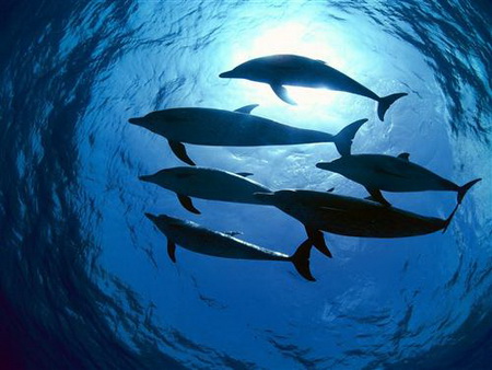 Постер (плакат) Dolphin - Дельфины