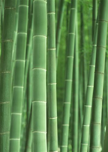 Постер (плакат) Bamboo - Бамбук
