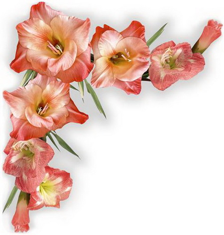 Постер (плакат) gladiolusy - гладиолусы