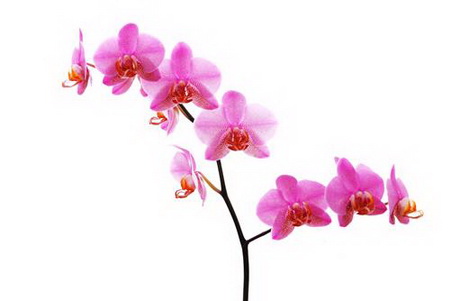 Постер (плакат) orhidei - орхидеи