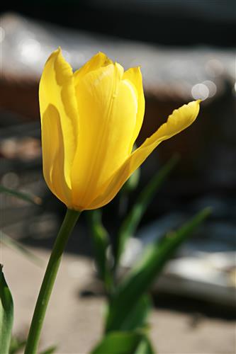 Постер (плакат) tulip - Тюльпан