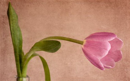 Постер (плакат) tulip - тюльпан