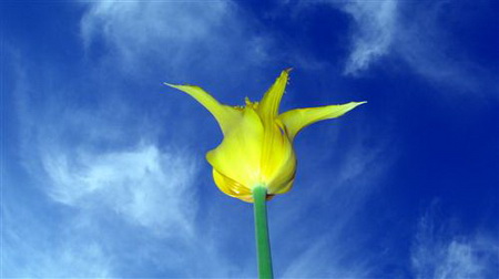 Постер (плакат) Желтый тюльпан