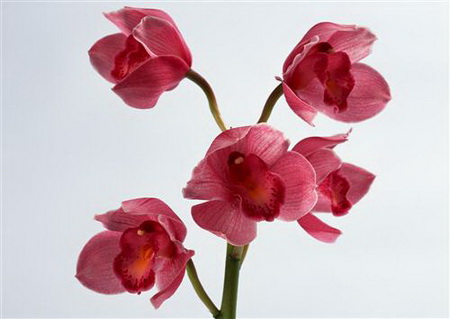 Постер (плакат) Орхидеи