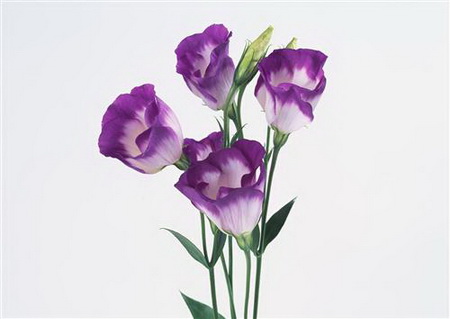Постер (плакат) Фиолетовые цветочки