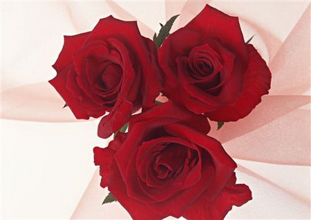 Постер (плакат) Три красные розы