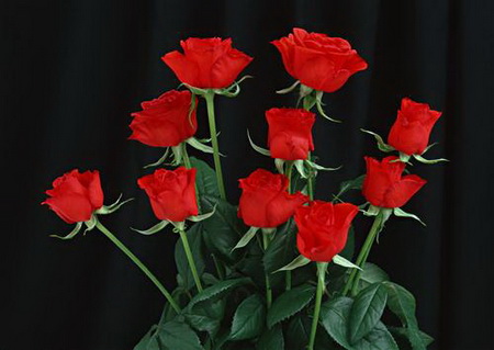 Постер (плакат) Букет красных роз