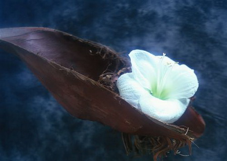 Постер (плакат) Белый цветок