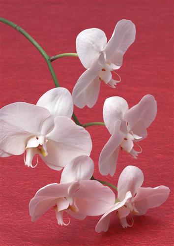 Постер (плакат) Белые орхидеи