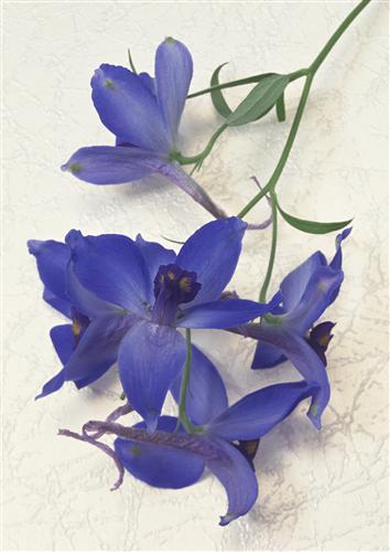 Постер (плакат) Фиолетовая орхидея