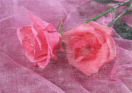 Постер (плакат) Две розовые розы