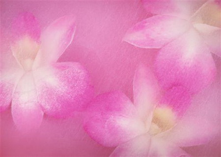 Постер (плакат) Три розовых цветка