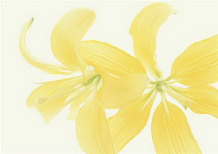 Постер (плакат) Желтые лилии