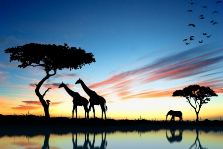 Постер (плакат) Жирафы и слон. Закат в африке