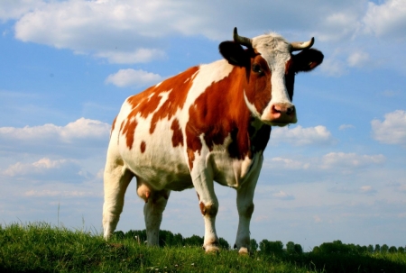 Постер (плакат) Корова