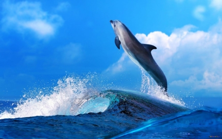 Постер (плакат) Дельфин