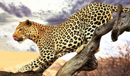 Постер (плакат) Леопард