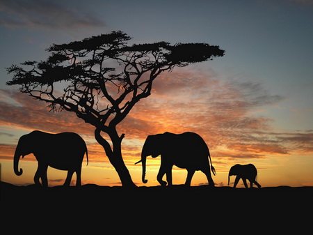Постер (плакат) Семья слонов на закате
