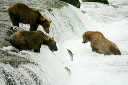 Постер (плакат) Медведи на рыбалке
