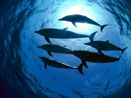 Постер (плакат) Дельфины