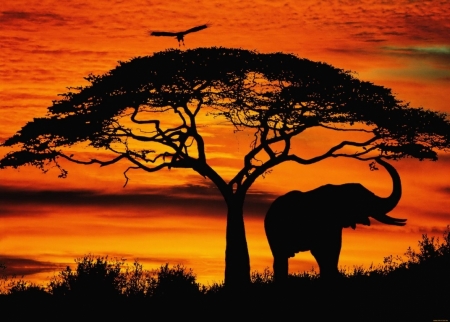 Постер (плакат) Африка. Закат