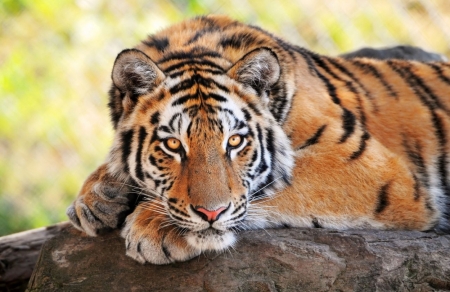 Постер (плакат) Тигр