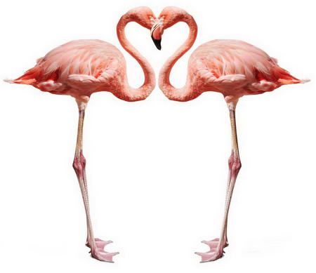 Постер (плакат) Сердце фламинго