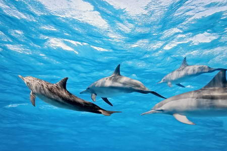 Постер (плакат) Семья дельфинов
