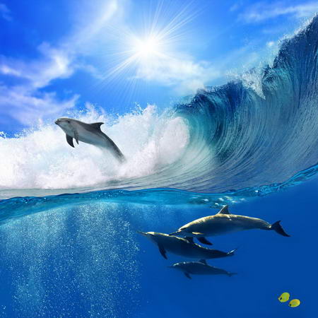 Постер (плакат) Дельфины на волнах
