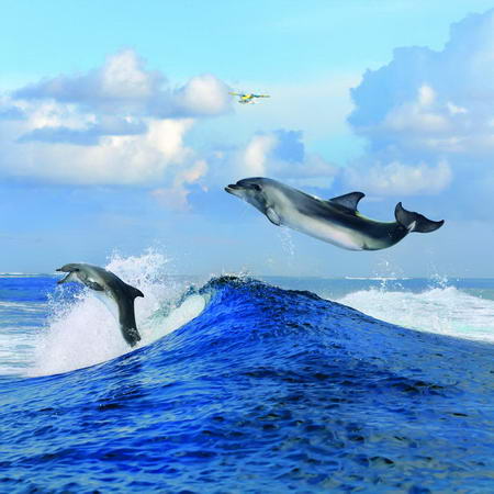 Постер (плакат) Полет дельфина
