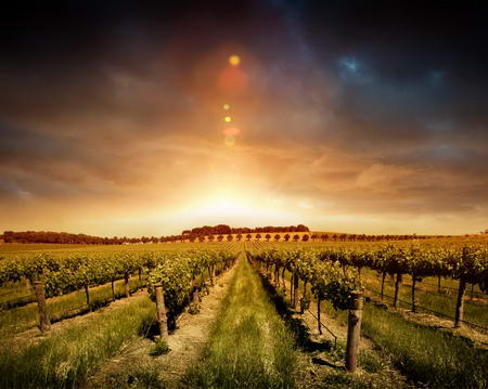 Постер (плакат) Виноградное поле и невероятный закат
