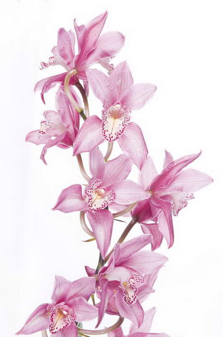 Постер (плакат) Орхидеи
