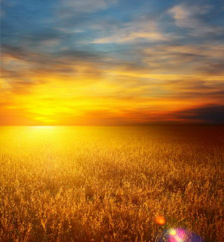 Постер (плакат) Закат на пшеничном поле
