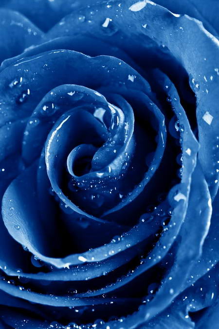 Постер (плакат) Синяя роза в каплях воды
