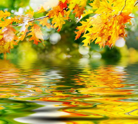 Постер (плакат) Осенние листья отражаются в воде
