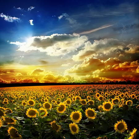 Постер (плакат) Солнечное небо и поле подсолнухов
