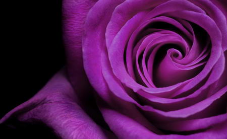 Постер (плакат) Фиолетовая роза
