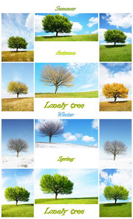 Постер (плакат) Деревья в разные времена года
