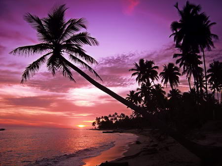 Постер (плакат) Пальмы в фиолетовом закате