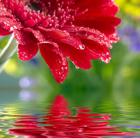 Постер (плакат) Красный цветок над водой
