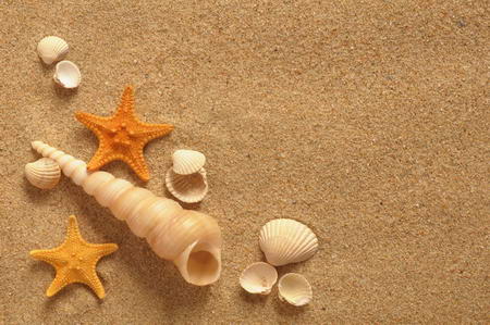 Постер (плакат) Ракушки и звезды на песке
