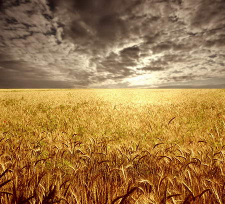 Постер (плакат) Пшеничное поле
