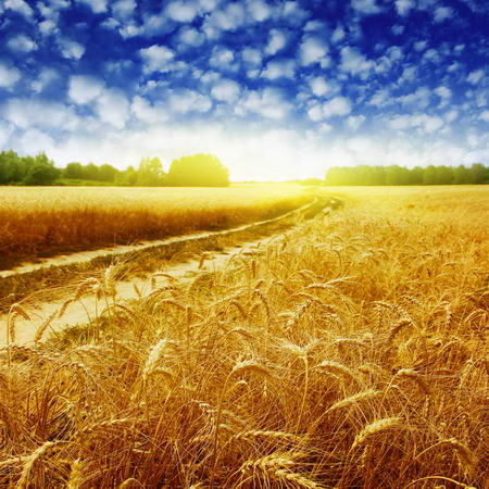 Постер (плакат) Дорога в пшеничном поле
