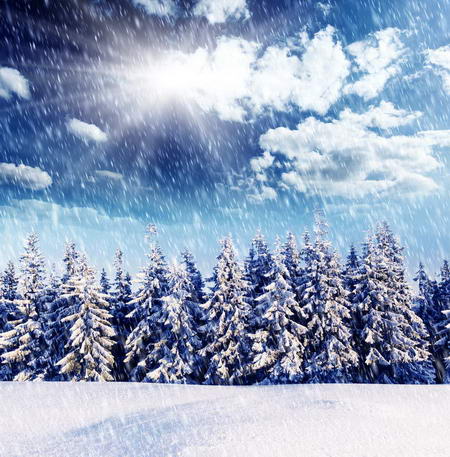 Постер (плакат) Ряд снежных елей снегопад и яркое солнце
