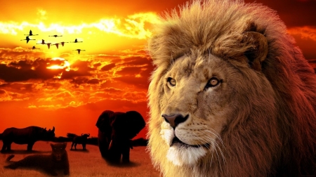 Постер (плакат) Лев