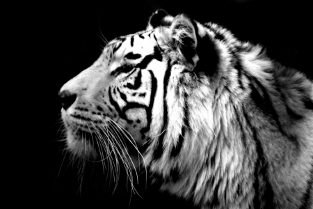 Постер (плакат) Тигр