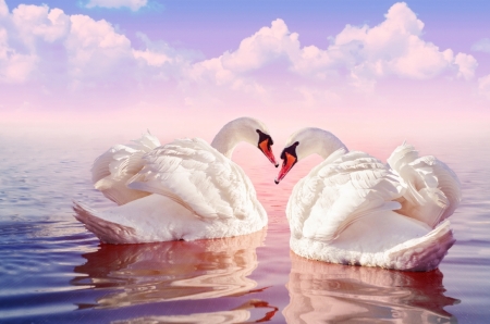 Постер (плакат) Лебеди на воде